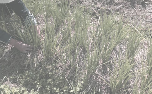 《農(nóng)作物生產(chǎn)技術(shù)試題》答案