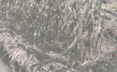 黃布袋,包銀珠秋天一到滿地鋪(打一農(nóng)作物)