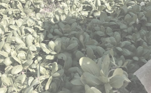 ü�h�r(n��ng)���ﲡ�x���l(f��)���Ě���l������