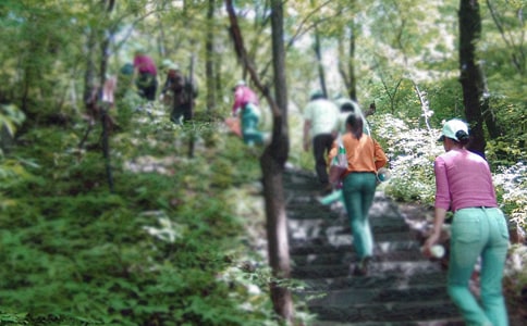 有關爬山游記作文合集5篇