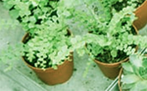 �����J�C��Ǥ�己ֳ�c�B(y��ng)�o(h��)����