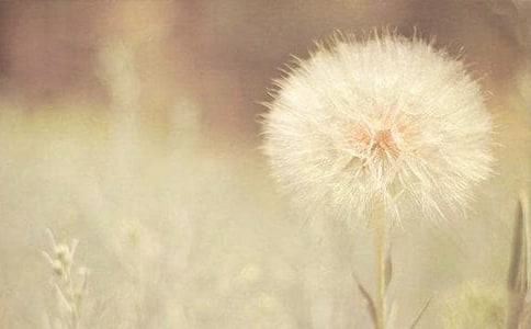 �茑�ѹ�Ӣ����ɢ���S�P 