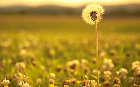 中班《蒲公英》音樂(lè)教案