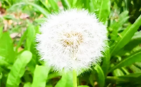 Ů�˳��ѹ�Ӣ�ĺ�̎