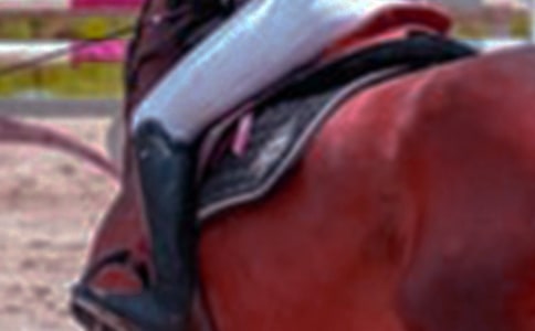 二年級騎馬日記100字(5篇)