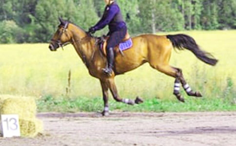 中班體育騎馬去郊游教案