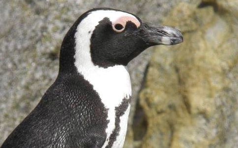 С���Z�����ͯԒ���ģ����x15ƪ��