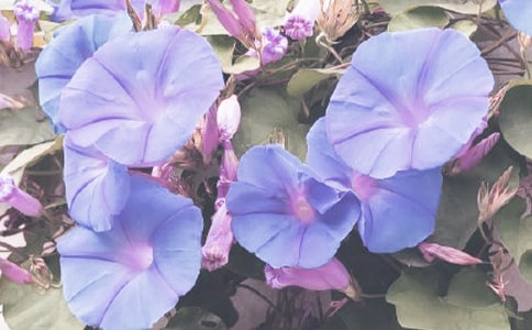 ��ţ���^����ӛ�����x20ƪ��