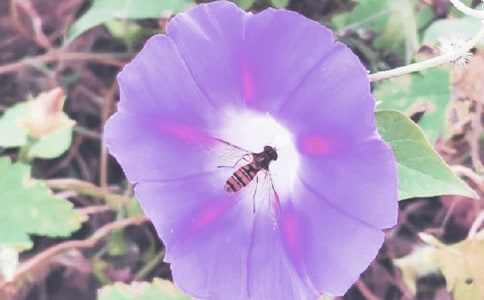 觀察牽牛花的日記3篇