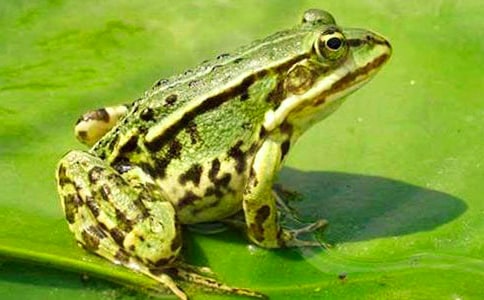 ͯԒ���ģ���������