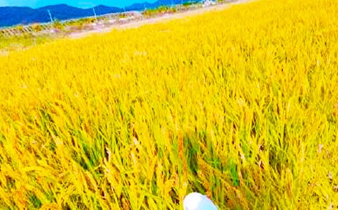 秋收優(yōu)美散文