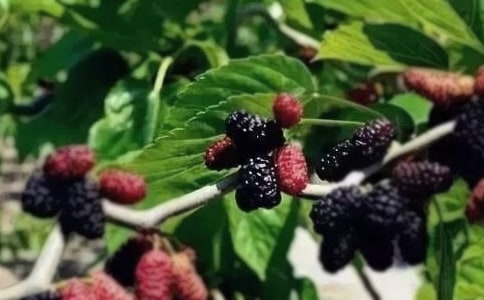 我愛家鄉(xiāng)的桑果作文