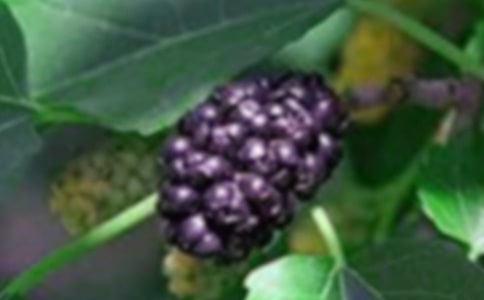 桑果園摘桑果初中作文