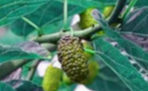 摘桑果作文500字