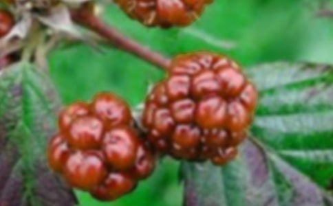 摘桑果活動后的思考與收獲