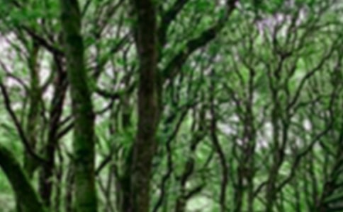 關(guān)于森林游記作文(通用51篇)