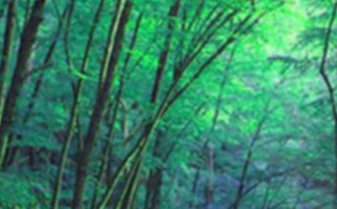 �Ґ�ɭ������