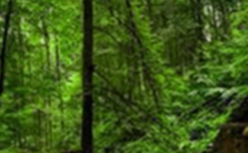 ���o(h��)ɭ�ֳ��h���\��6ƪ