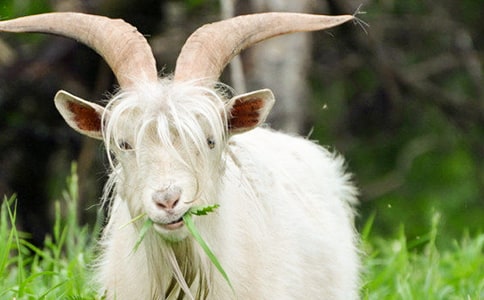 ɽ���^��ľ��200������