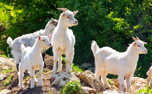 ��ɽ������