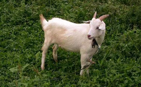 ɽ���^��ľ�����ķ���