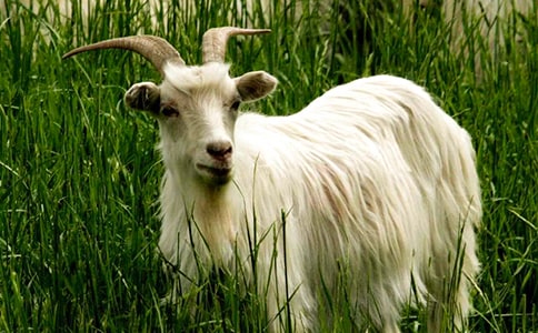 ����ɽ������450��