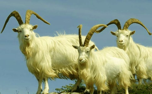 Сɽ��Ĺ�������