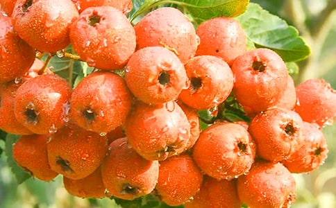 摘山楂作文(精選7篇)