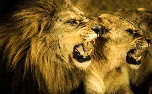 【精華】獅子童話作文錦集7篇