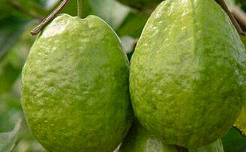 ʯ�񻨵���ӛ