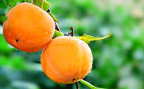 ������������ģ�ͨ��24ƪ��