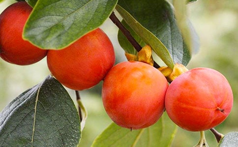 �Ґ�����ļt��������