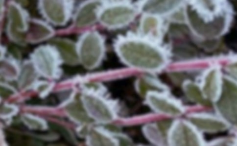 果樹春季霜凍發(fā)生規(guī)律與防控技術(shù)