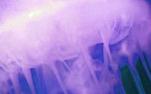 ĸ����ˮĸ������