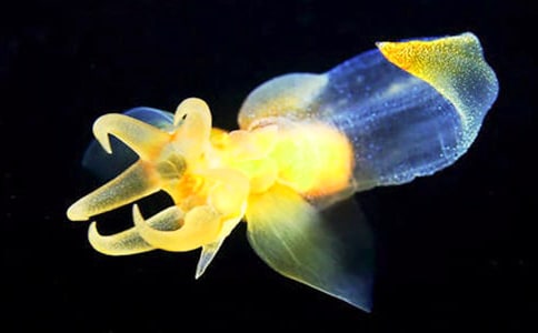 ��ˮĸ��(��i)����