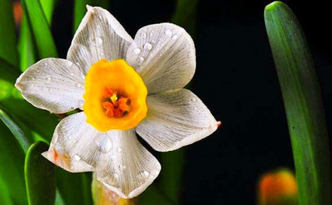 水仙(詩歌)作文