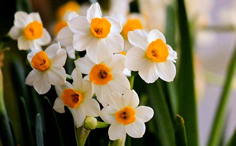 水仙花觀察日記(集錦15篇)