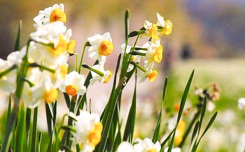 水仙花_小學(xué)生五年級作文