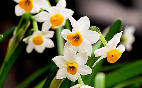 華茲華斯詩歌水仙花導(dǎo)讀和賞析