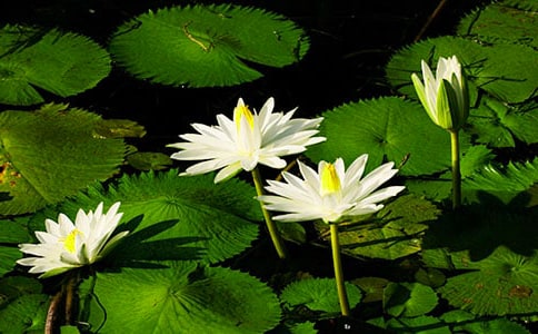 ˯ɏ�^����ӛ