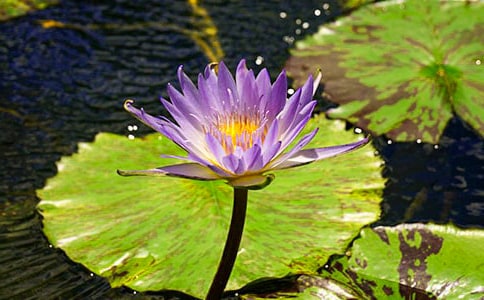 大班科學(xué)睡蓮花開教案