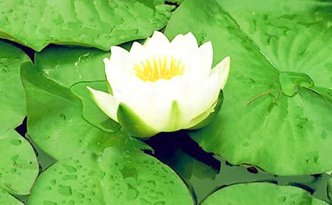 睡蓮學(xué)生作文