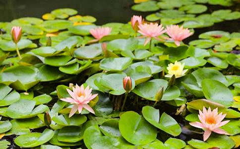 睡蓮小學(xué)作文