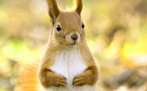 ��С�����һ����(���A)