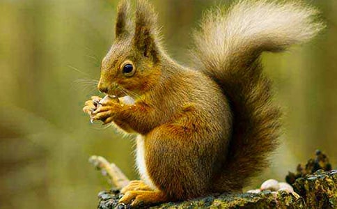 跑進(jìn)家來的松鼠_650字