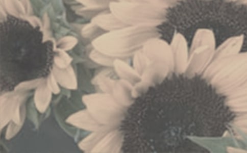 觀察日記植物太陽(yáng)花