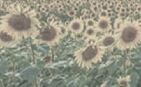 �N̫ꖻ�����