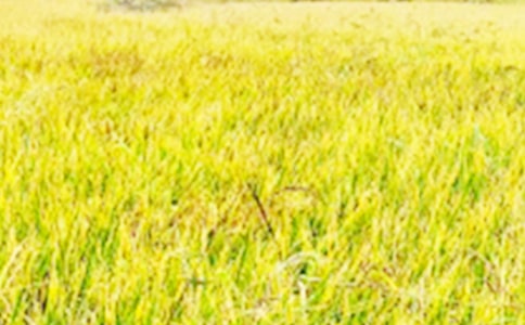 ��������Ұ����