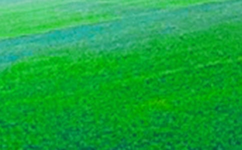 美麗的田野作文