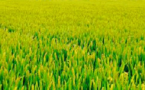 ��������Ұ����